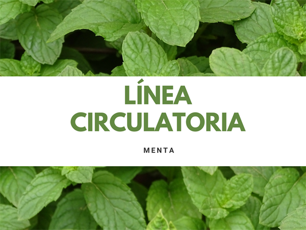 Linea corporal circulatoria
